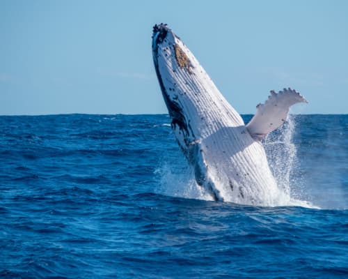 maroochydore-accommodation-location2